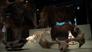 Eiszeit-Ausstellung in Essen