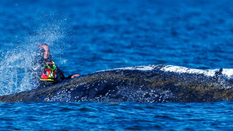 Wal-Rettung: Helfer-Team zerstritten