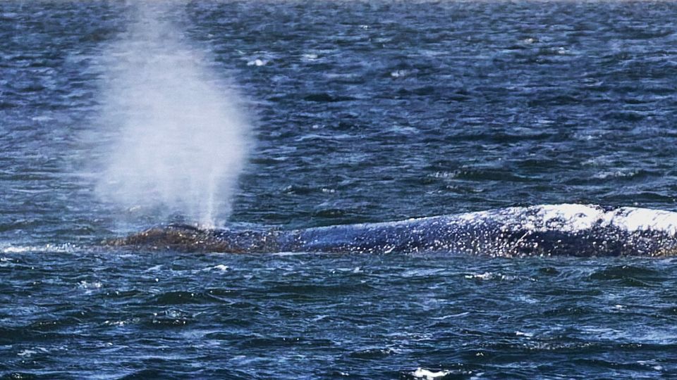 Gelingt am Sonntag Rettung von Wal Timmy?