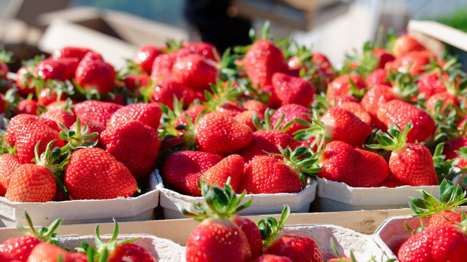 Erdbeeren werden wohl teurer