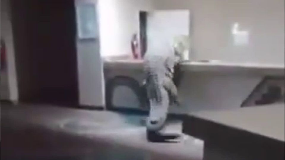 Schock: Krokodil stürmt Hotel-Lobby