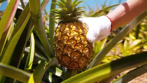 2 Millionen Tonnen pro Jahr – So kommt die Ananas in die Dose