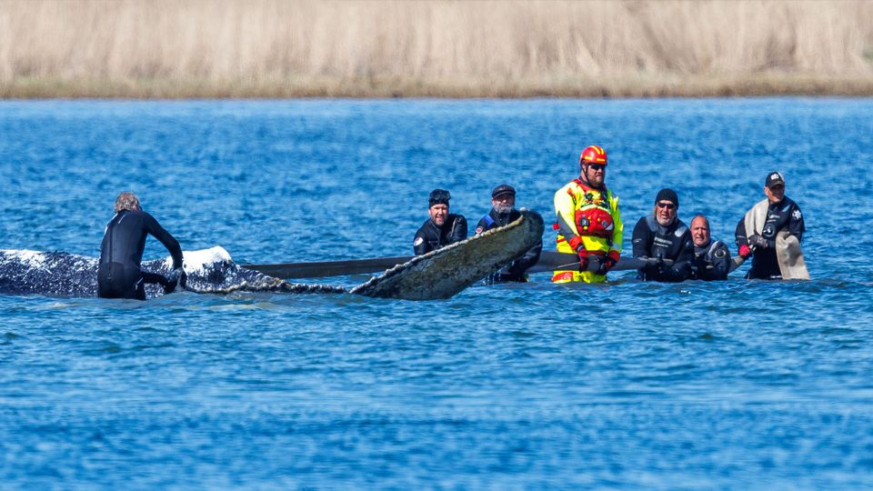 Spektakuläre Wal-Rettung geglückt