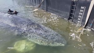 Buckelwal auf dem Weg in die Freiheit