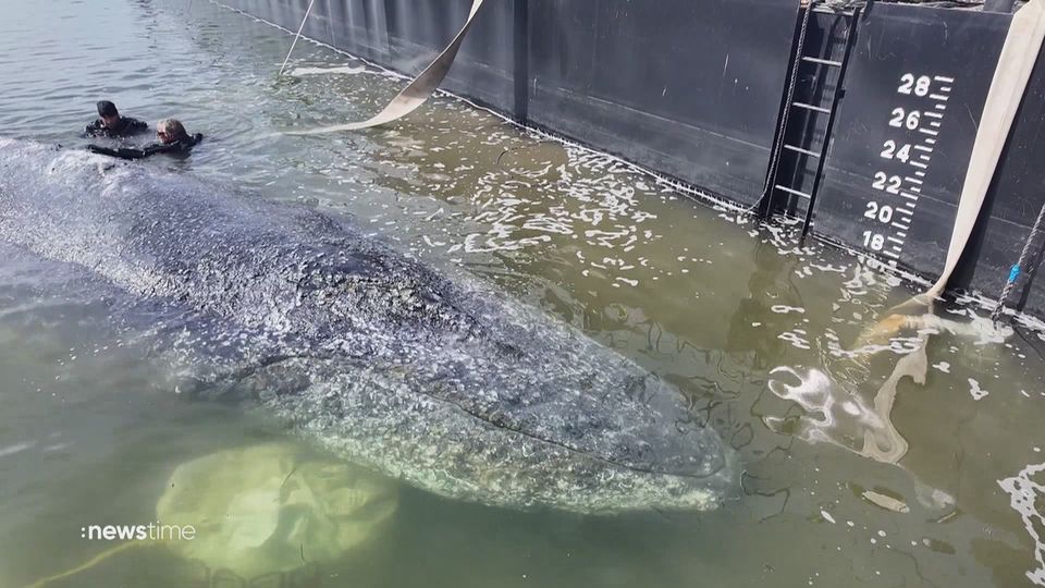 Buckelwal auf dem Weg in die Freiheit