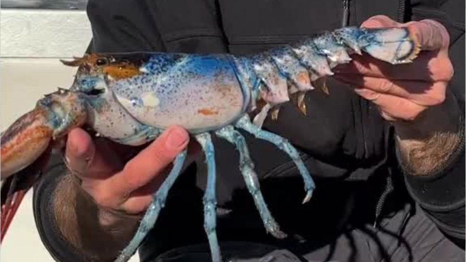Seltener Hummer wird zur Internet-Sensation