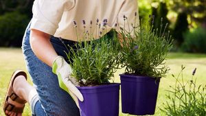 Gartentipps für trockene Sommertage