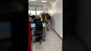 Entlaufene Kuh läuft in Büro