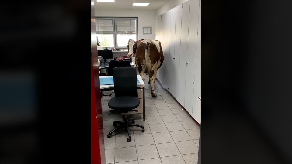 Entlaufene Kuh läuft in Büro