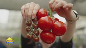 Welche Tomate passt zu mir?