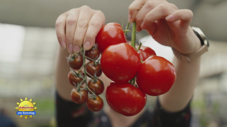 Welche Tomate passt zu mir?