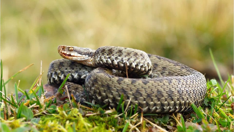 Giftschlangen breiten sich durch Klimawandel aus