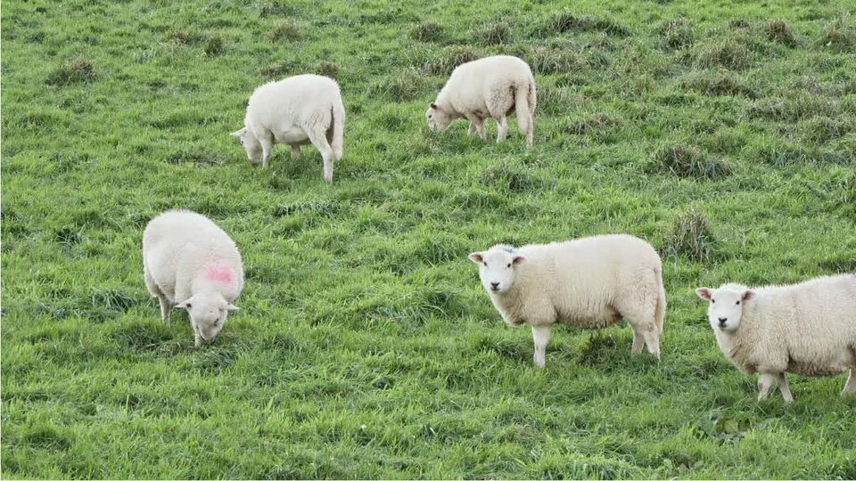Schafskälte: Was hat es damit auf sich?