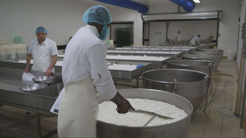 Masse mit Klasse: Wie kommt der Schimmel in den Gorgonzola?