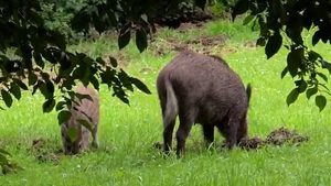 Wildschweine statt Kinder: Spielplatz zu, Problem bleibt