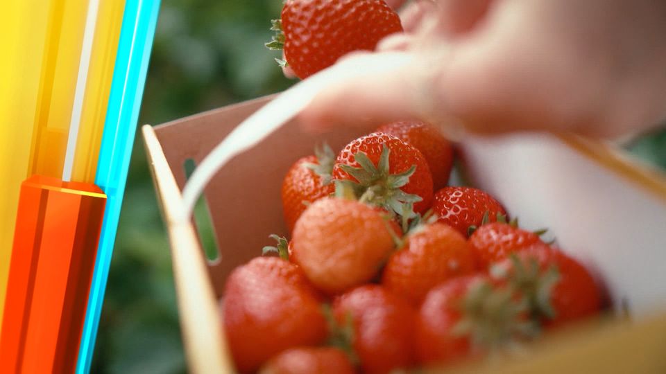 Discounter, Straßenstand, Selbstpflückfeld: Wo gibt es die besten Erdbeeren?