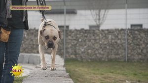 Problemhunde im Tierheim