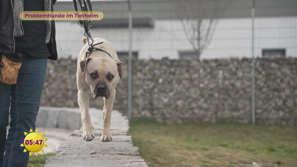 Problemhunde im Tierheim