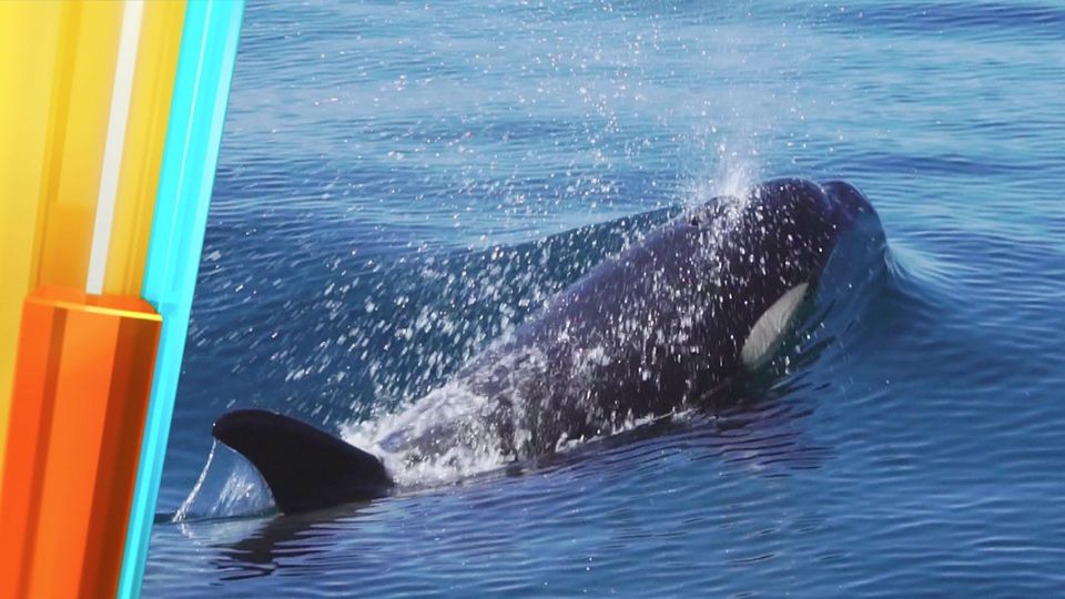 taff hautnah: Aufstand der Killerwale vor der Küste Spaniens